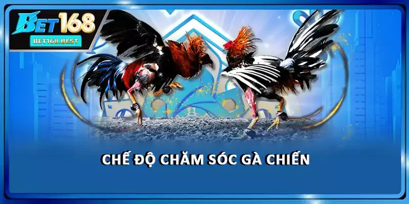 Chế độ chăm sóc gà chiến