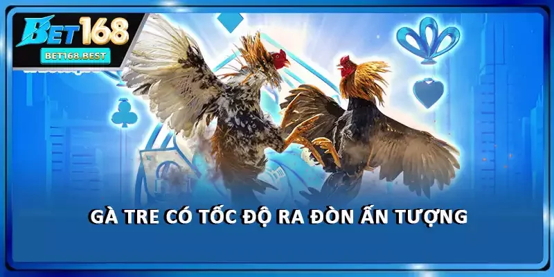 Gà tre có tốc độ ra đòn ấn tượng